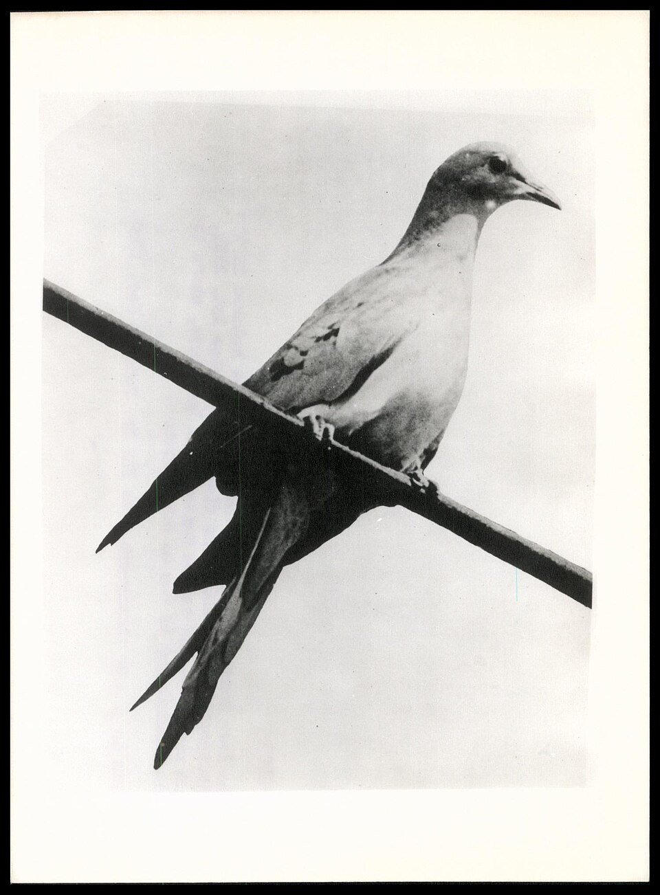 Black and white photograph of a single pigeon with a long tail perched on a diagonal wooden rail.