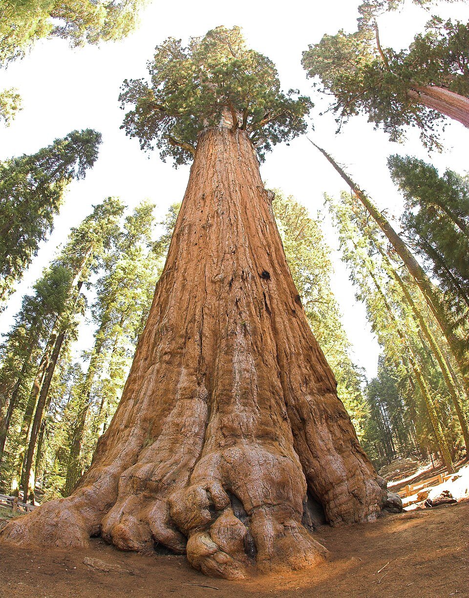 A photograph looking up the vast reddish trunk of a giant tree towards its distant crown.